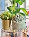 TT Rianti : Sage Green9